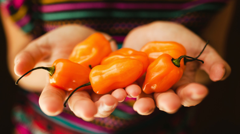 Orange habaneros