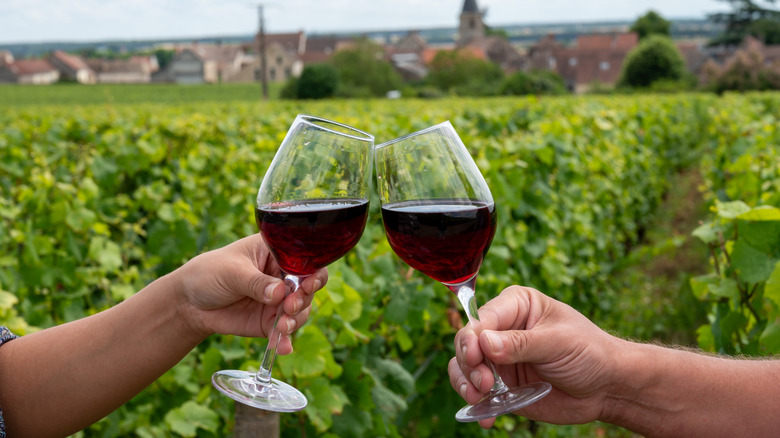 Two people clinking glasses of pinot noir in vineyard.