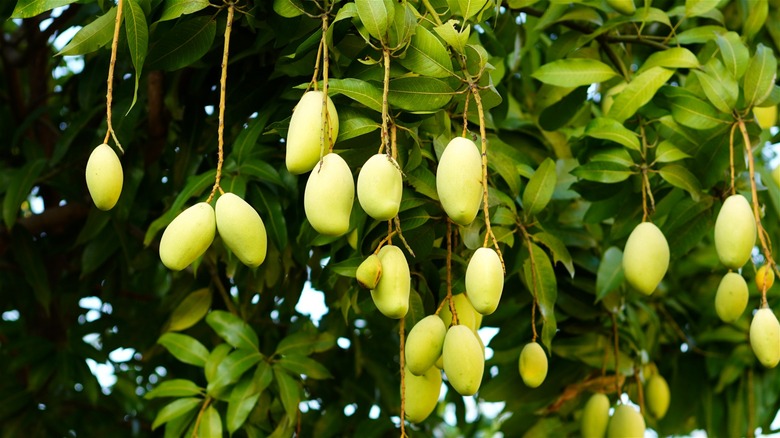 Yellow-green Cambodian mangoes hanging from a tree.