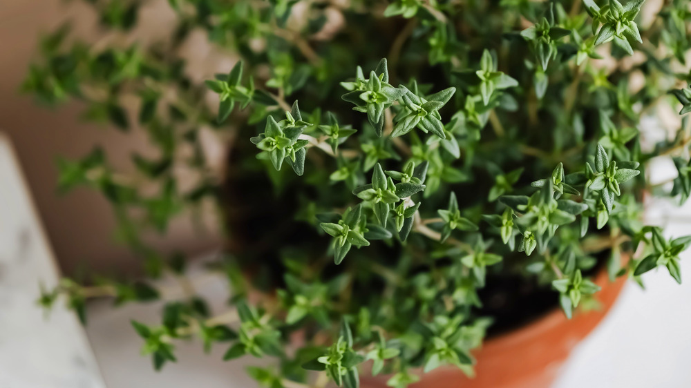 Thyme in pot