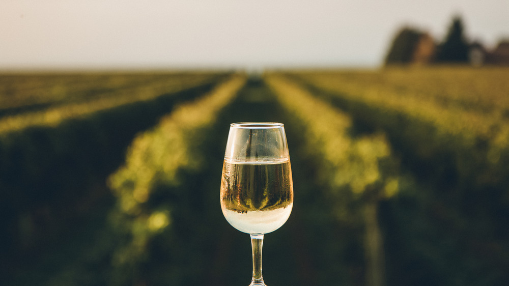Glass of wine overlooking vineyards