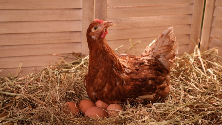 Hen sitting on eggs