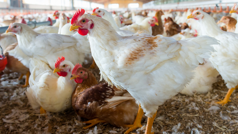 White chickens in a long barn