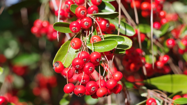 Closeup of ripe buffaloberries