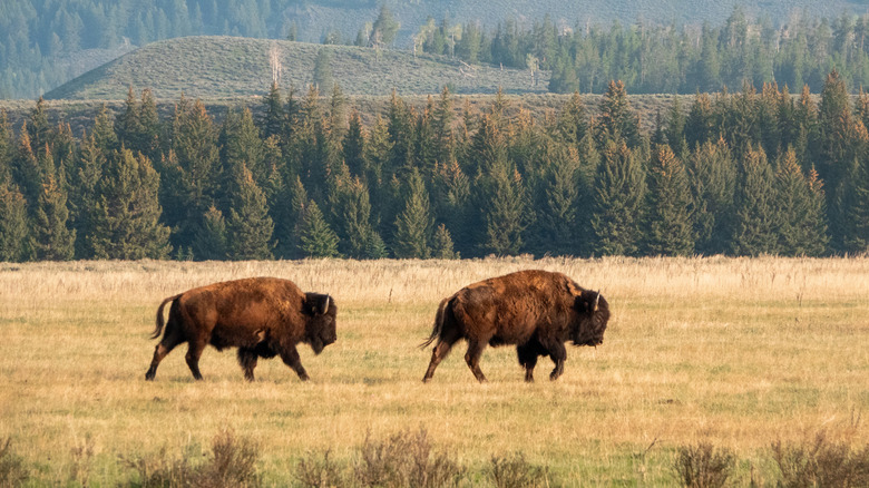 Bison on open plains