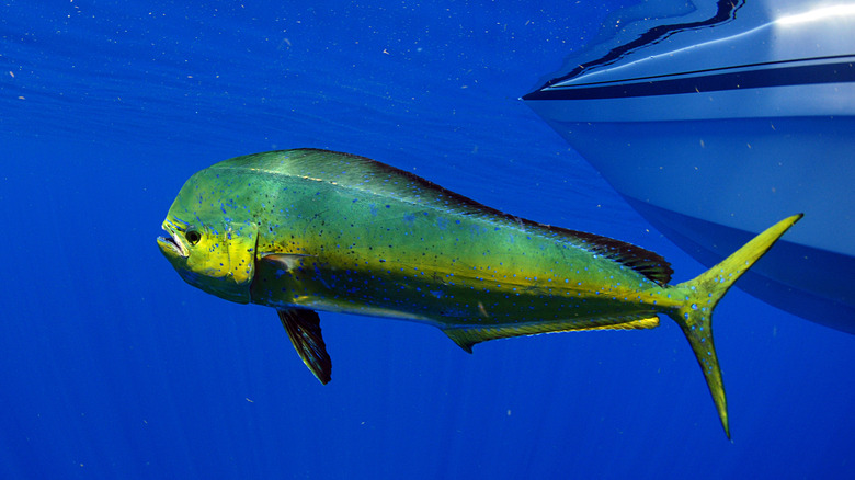 A mahi mahi in the water