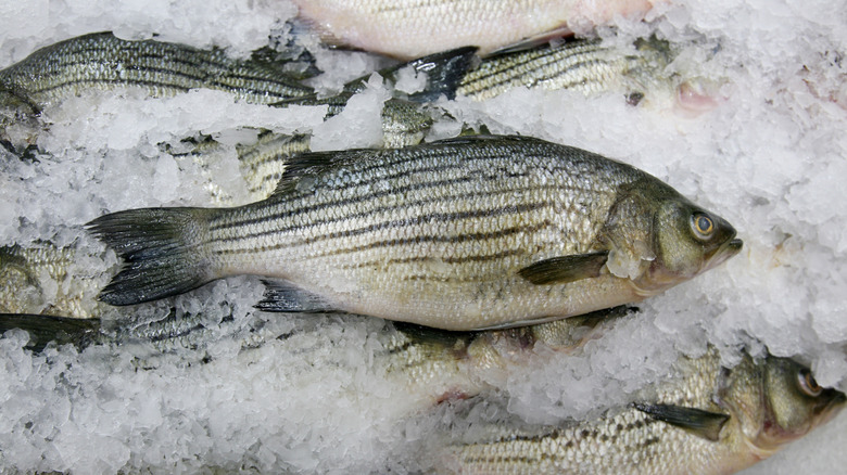 Fish on ice at a fish market
