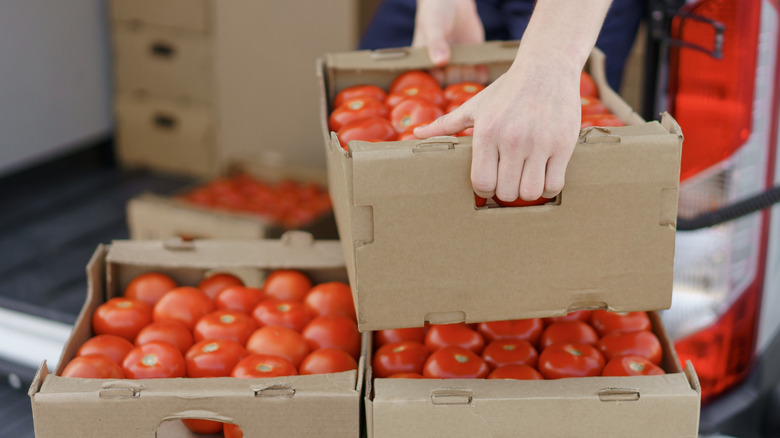 Boxes of tomatoes