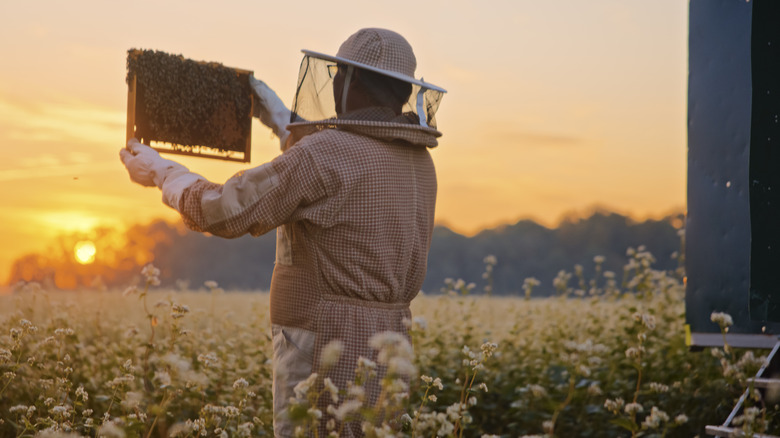 Beekeeper inspecting hive in field