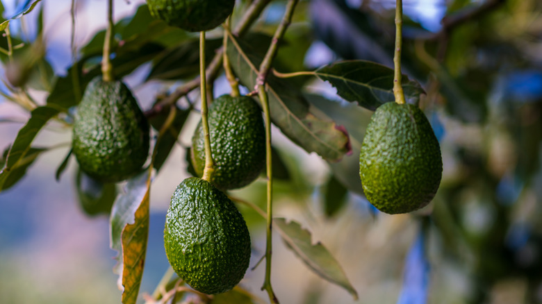 Avocados growing on a tree