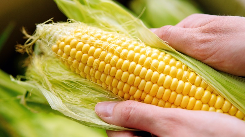 hand holding ear of corn