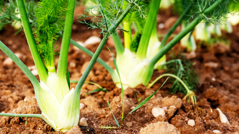 planted fennel bulbs in soil 