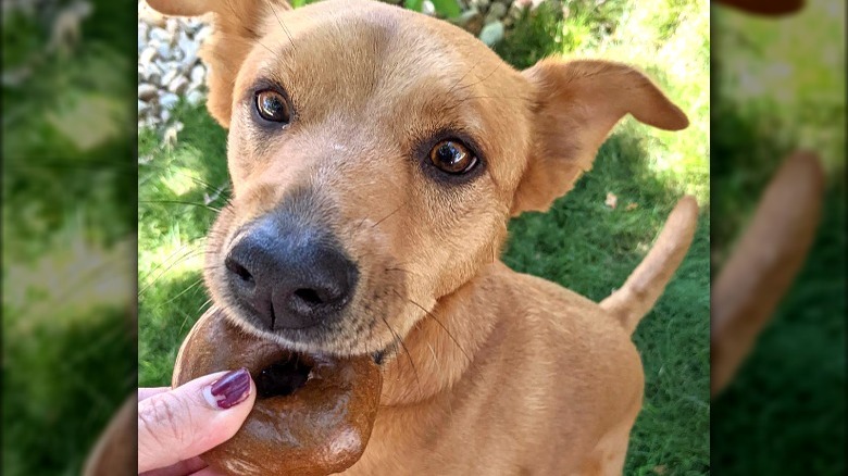   Delicias de bagel para perros de Einstein Bros.