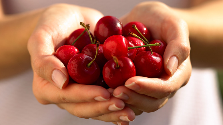 cherries in person's hands