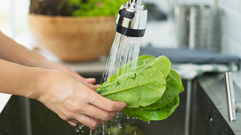 person washing lettuce under sink