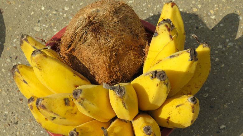 A coconut and bananas in a red colander, shot from overhead