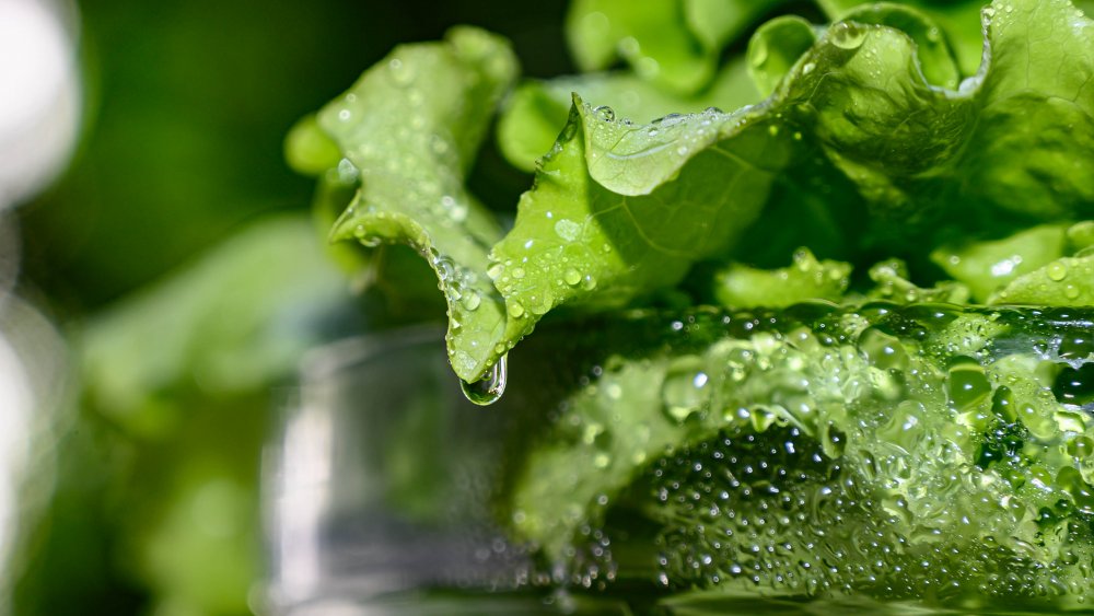 Bowl of lettuce with water dripping off the leaves