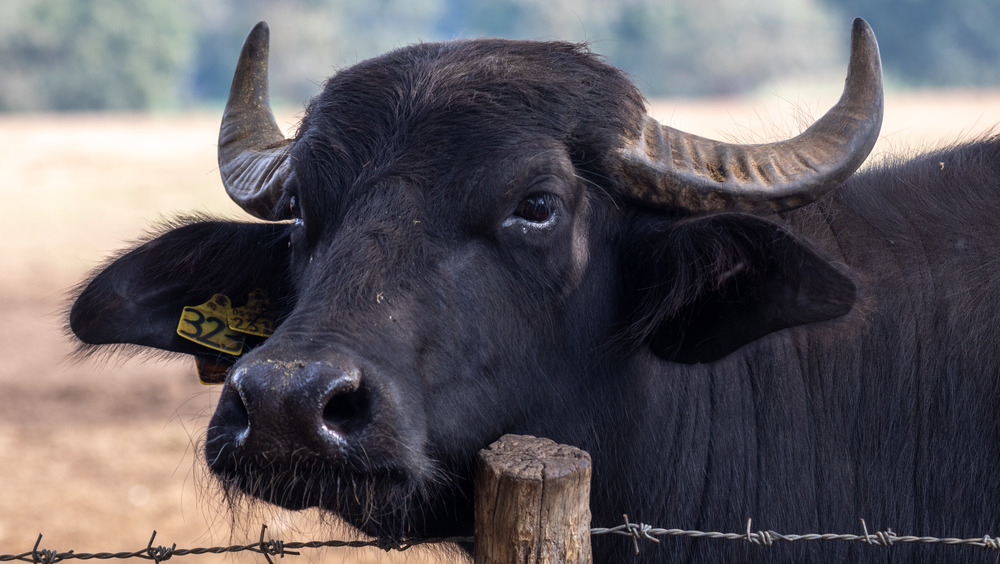 Water buffalo near fence