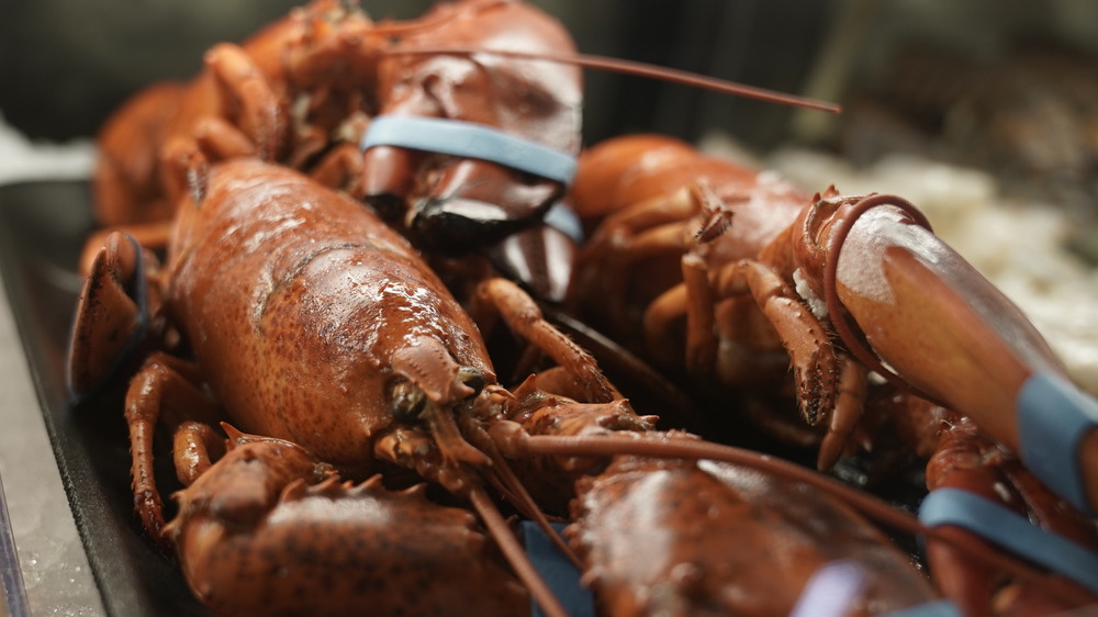 Frozen lobster on display