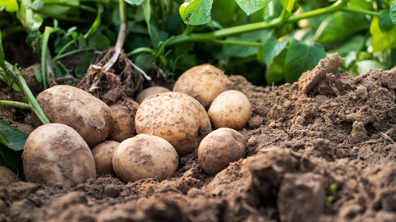 Potatoes in earth and near vines