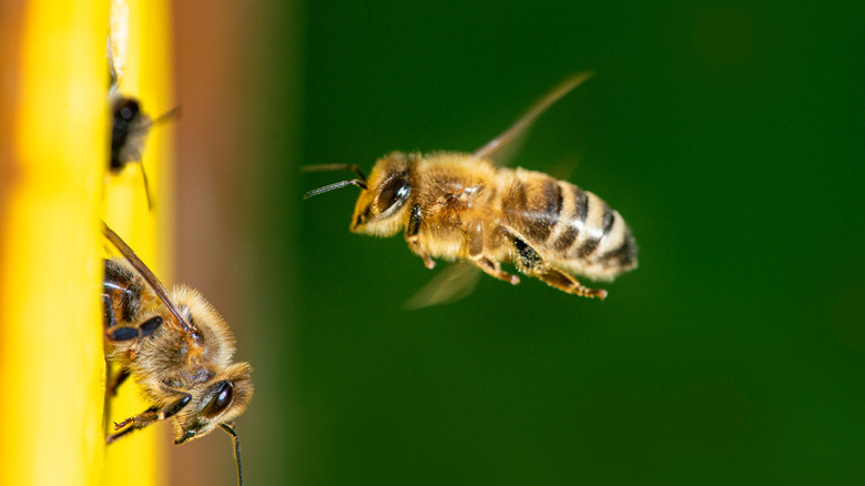 Bee flying toward wall