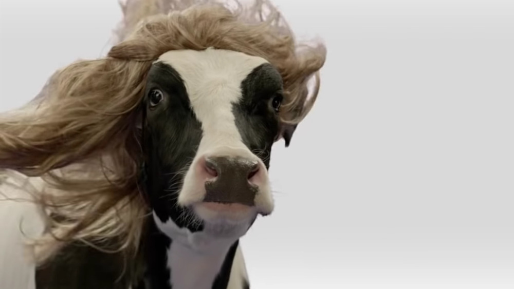 Chick-fil-A cow wig commercial