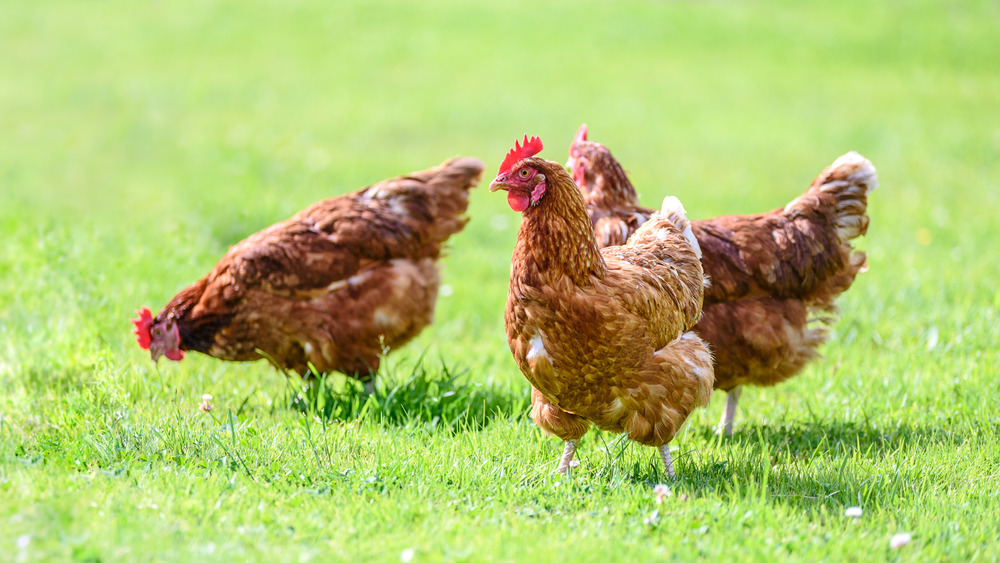 Free-range chickens on grass