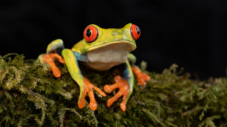 Rainforest Cafe's mascot