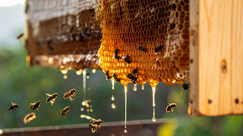 Bees climbing on and hovering around combs dripping with honey