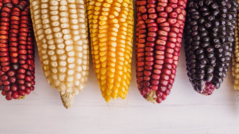 the difference between white and yellow corn