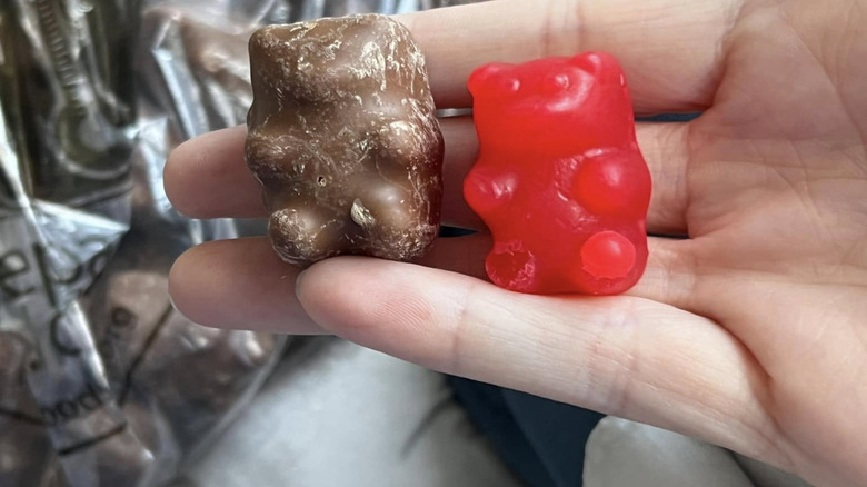 hand holding a chocolate-covered cinnamon bear and a classic cinnamon bear