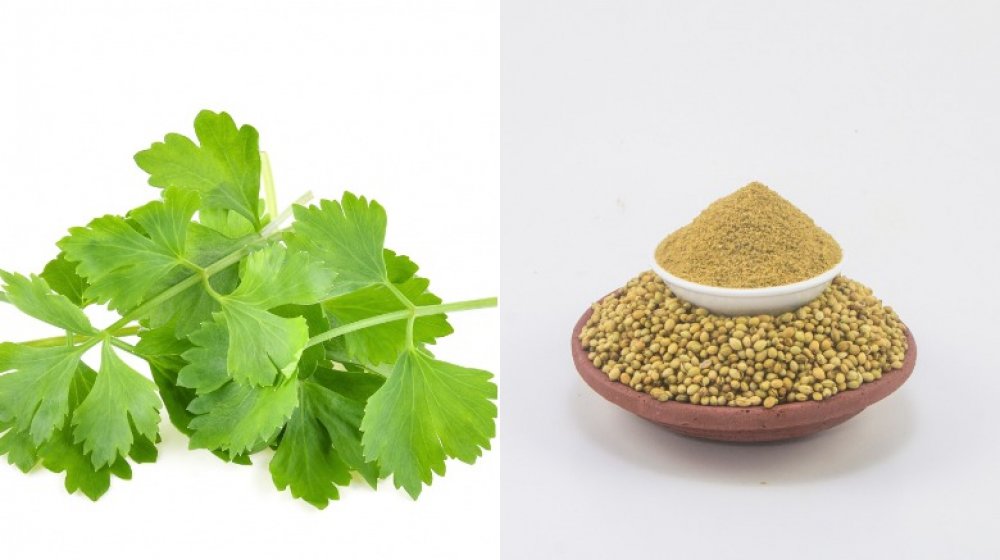 Cilantro and coriander