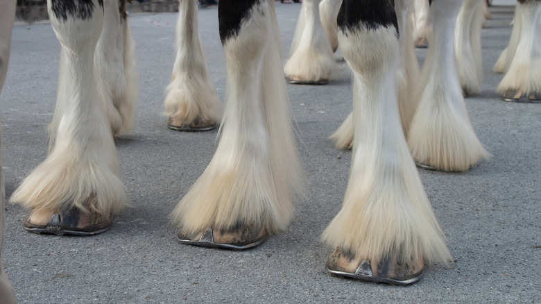 group of Clydesdale's hooves