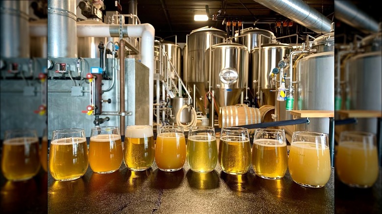 Eight glasses of various beers in front of brewery tanks.