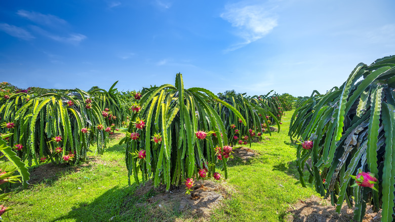 Rows of dragon fruit plants on a farm in Vietnam
