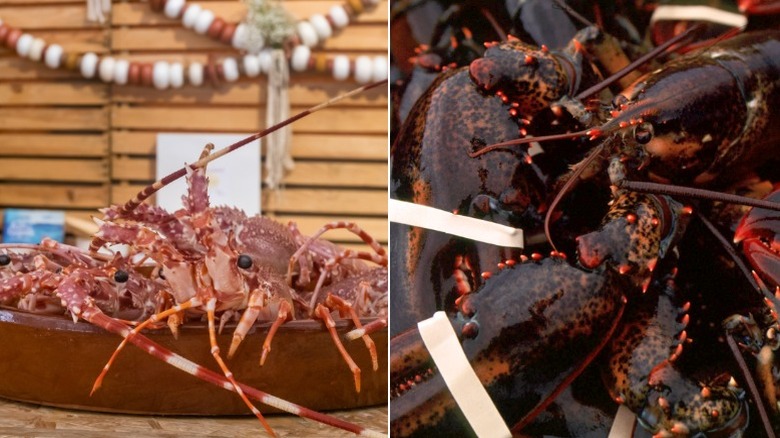 Spiny lobsters and Maine lobsters