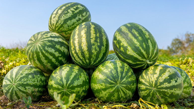 Pile of watermelons in field