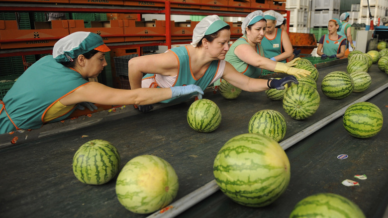 Workers in factory processing watermelons