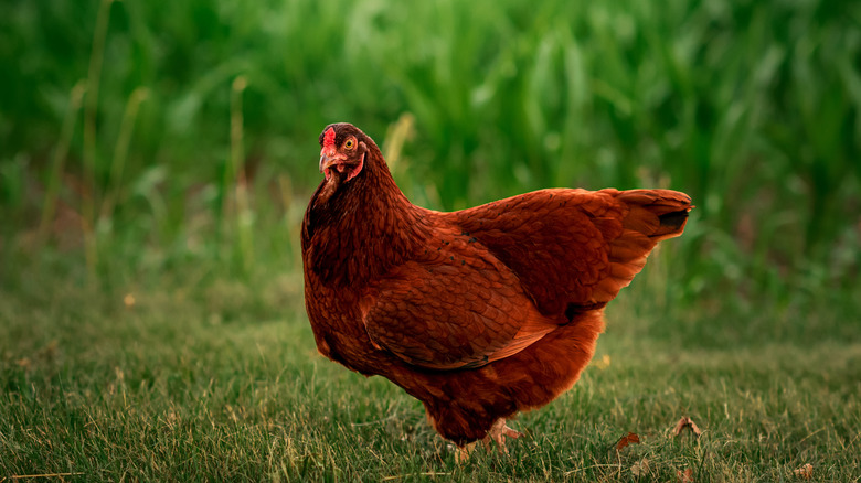 chickens