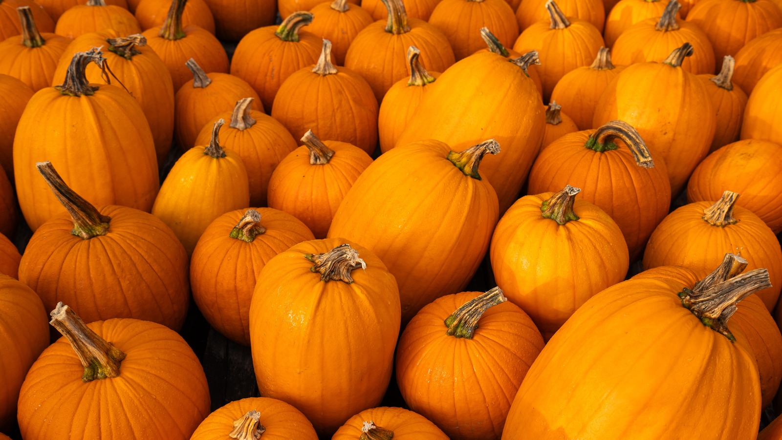 Which State Grows The Most Pumpkins?