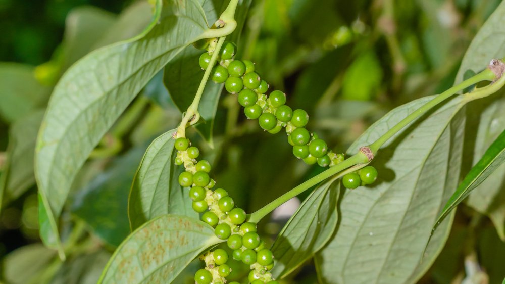 Piper negrum plant with unripe peppercorns