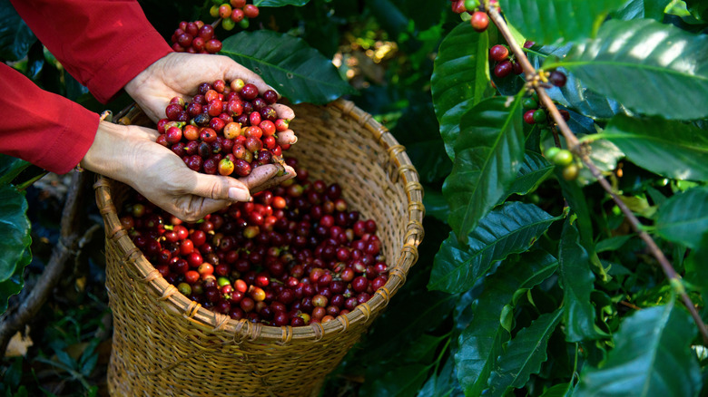 Raw coffee growing on a farm