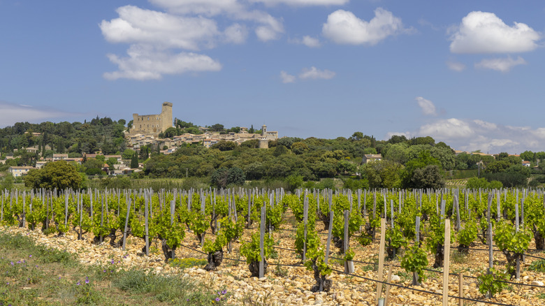 A vineyard in Châteauneuf-du-Pape with a medieval castle in the background.