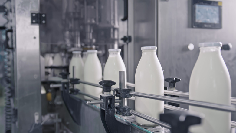 Milk bottles in a processing plant