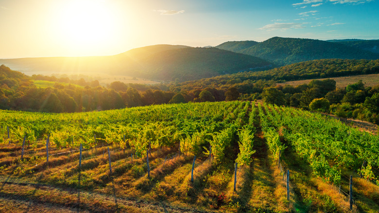 Grape vineyard in California at sunrise