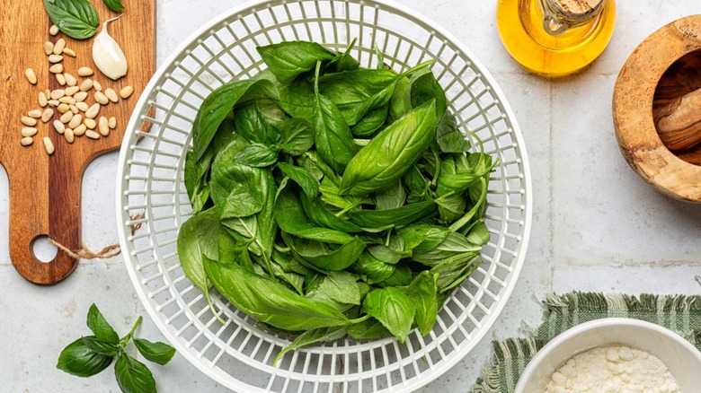 Basil in a colander with pine nuts, olive oil, cheese, garlic, and a mortar and pestle nearby