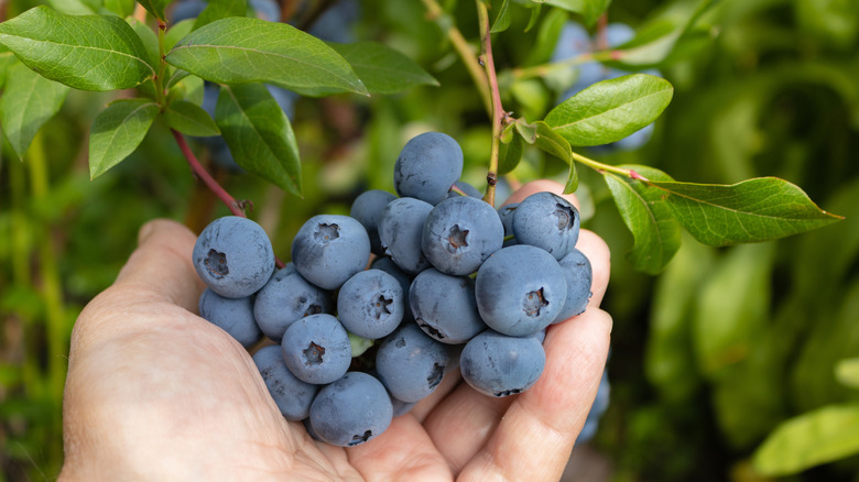 Hand holding cluster of blueberries outside.