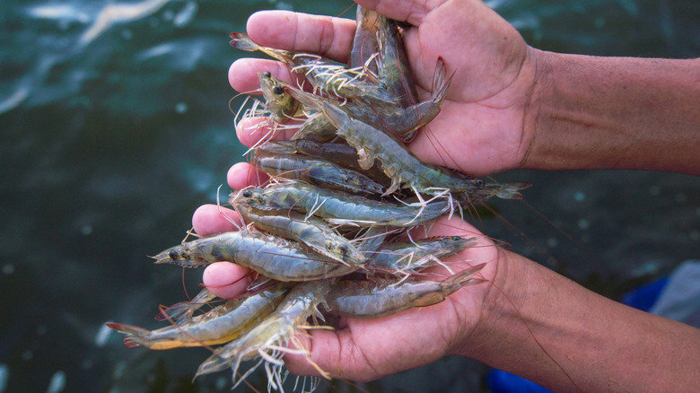 Hands holding prawns over water.