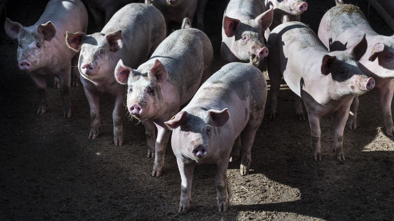 a drift of hogs standing in a partially shaded spot