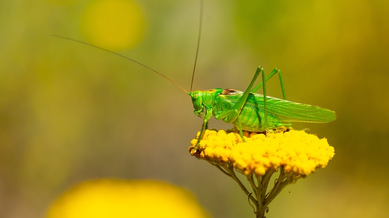 grasshopper on flower